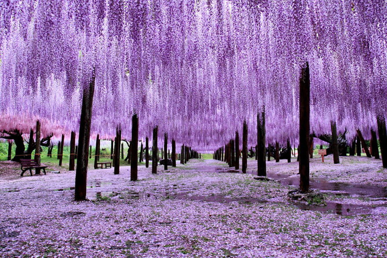 Add Japan s Wisteria Festival To Your Spring Travel Bucketlist About Her