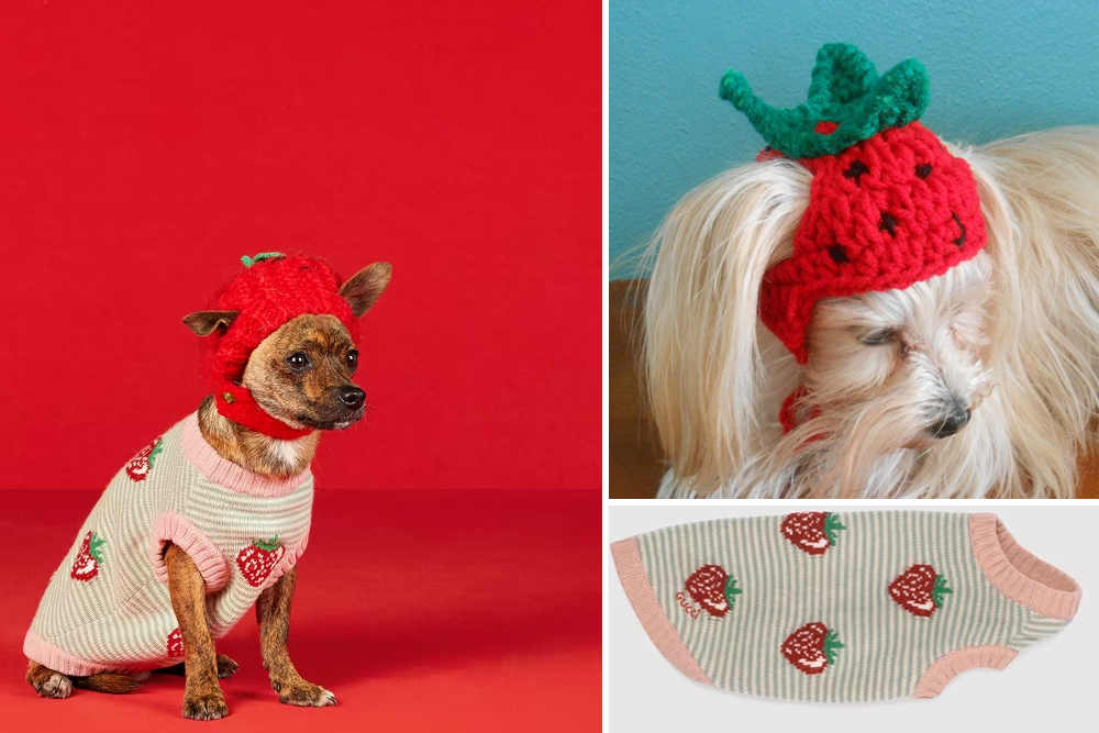 The Gucci Pet Collection is here
