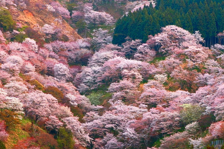 4 Best Cherry Blossom Viewing Spots in Japan | About Her